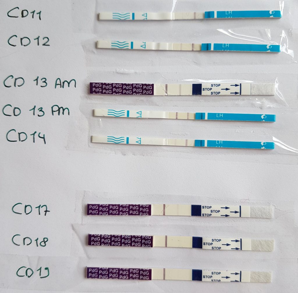 How to use cheap ovulation tests: LH strips | Ingefleur Fertility Homeopath