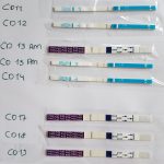 cheap ovulation tests