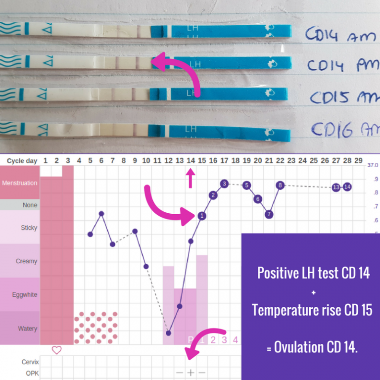 How To Use Cheap Ovulation Tests Lh Strips Ingefleur Fertility Homeopath 9155