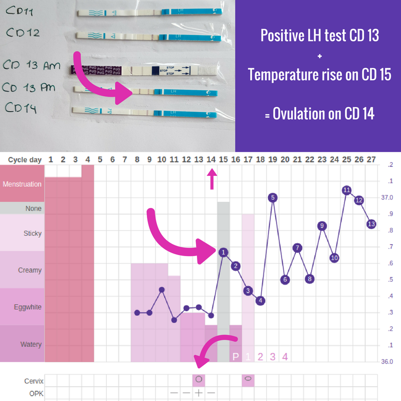 Printable Ovulation Test Strip Chart Printable Word Searches 7814