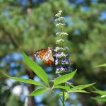 vitex regulates your cycles